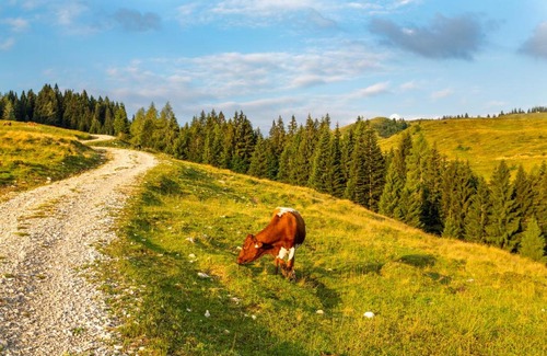 Abtenau Cabina | Almhaus Alpenrose Postalm