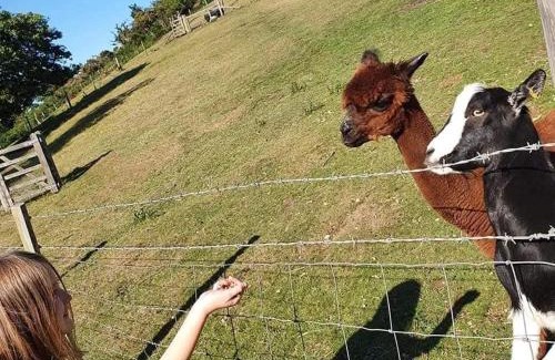 Goodwick Cabina | Alpaca Cwtch - Pembrokeshire, West Wales
