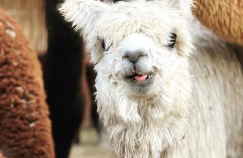 Montagu Apartamento | Alpaca Inn
