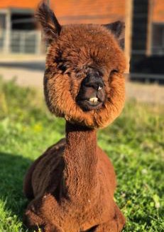 Workum Casa | Alpaca World Friesland