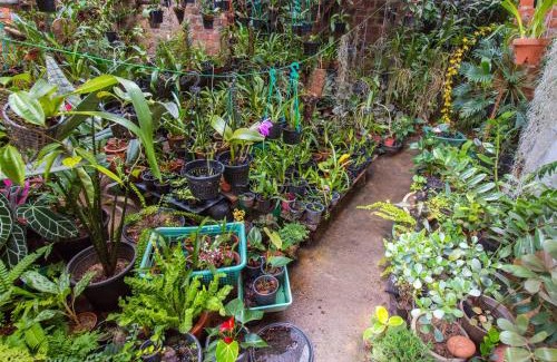 Tennekumbura Casa | Amma's Homestay