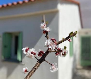Amaliada Casa | Anastasia, downtown village house