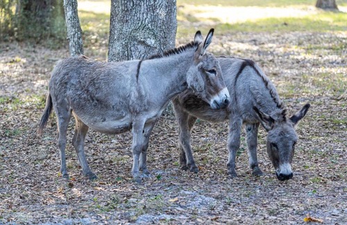 Venus Casa | Animal Lovers Farm