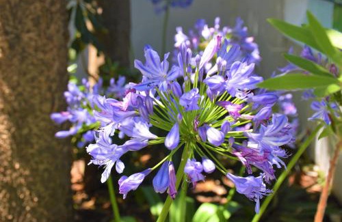 Skiathos Town Casa | Annis House