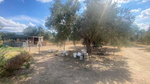Burhaniye Complejo | ANVE OLIVE TiNY HOUSE