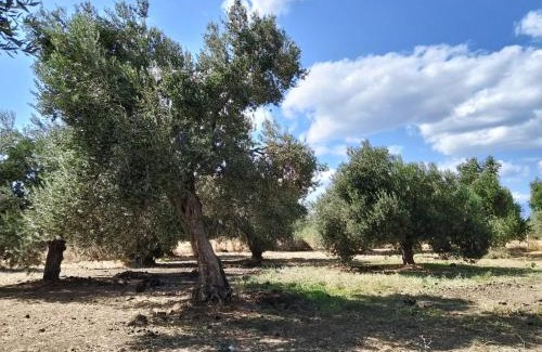 Burhaniye Complejo | ANVE OLIVE TiNY HOUSE
