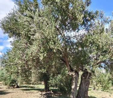 Burhaniye Complejo | ANVE OLIVE TiNY HOUSE