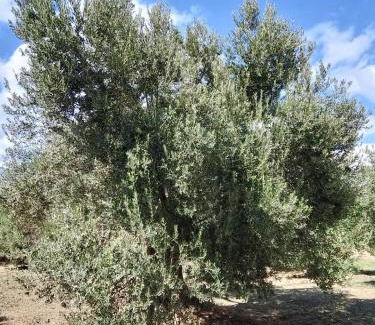 Burhaniye Complejo | ANVE OLIVE TiNY HOUSE