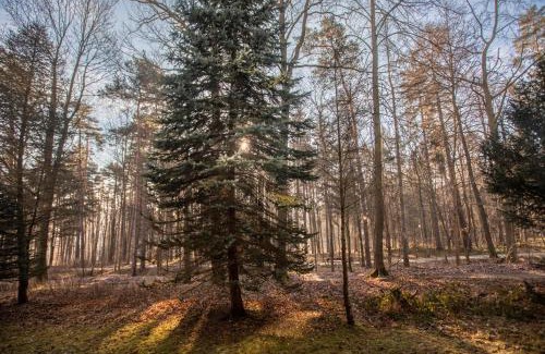 Polanica-Zdroj Apartamento | Apartament Jelonek Zdrój