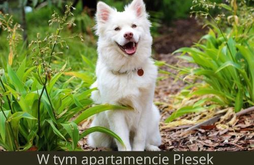 Szczyrk Apartamento | Apartament Pod Skocznią