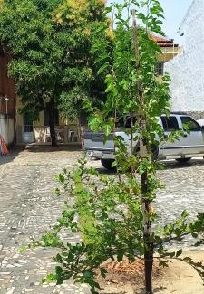 Atalaia Apartamento | Apartamento três quartos C Praia Atalaia