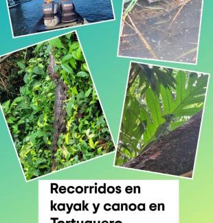 Tortuguero Apartamento | Apartamentos Caimán Tortuguero