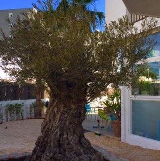 Ciudad de Ibiza Apartamento | Apartamentos Es Cantó