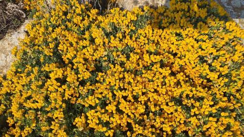 Cala en Blanes Apartamento | Apartamentos Ses Orenetes