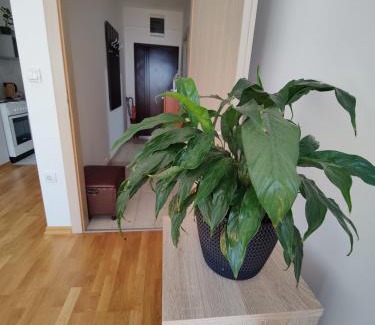 Medijana Apartamento | Apartman Aleksic