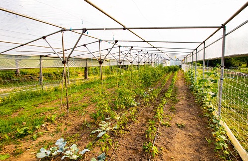 Trzic Apartamento | Apartment Organic Farm Hvadnik