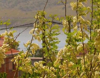 Municipality of Posedarje Apartamento | Apartment Toma