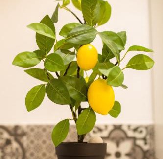 Komiza Apartamento | Apartment Vanja konoba
