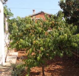 Zdrelac Apartamento | Apartments by the sea Zdrelac, Pasman - 8046