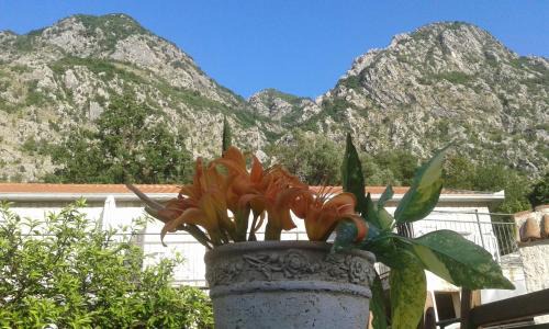 Risan Apartamento | Apartments in Rustic House