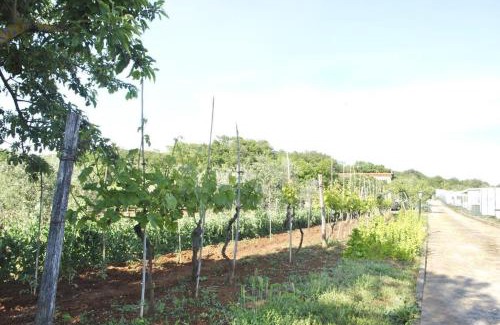 Municipality of Vrsar Apartamento | Apartments Portun