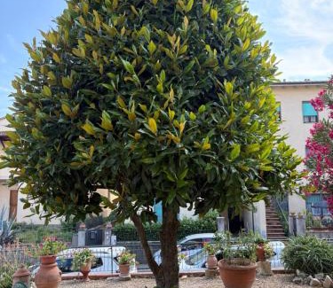 Mercatale Val di Pesa Apartamento | Appartamento Magnolia