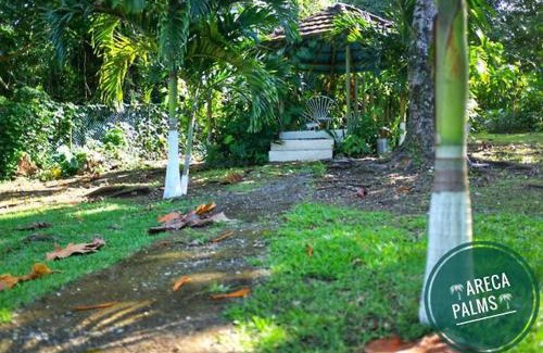 Port Antonio Casa | Areca Palms