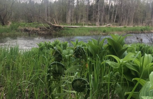 Oxbow Casa | Aroostook County Cottage in Oxbow - Wildlife, Nature, Fishing, Bird Hunting