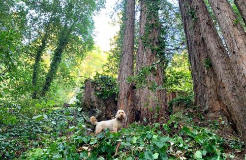 Guerneville Casa | Artist's Perch
