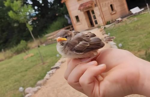 Varen Chalet De Esquí | Au chant des oiseaux -rouge gorge -