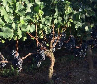 Montagne Cama Y Desayuno | Au charmant des vignes