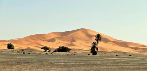 Hassilabied Cama Y Desayuno | Auberge Camping Ocean des dunes