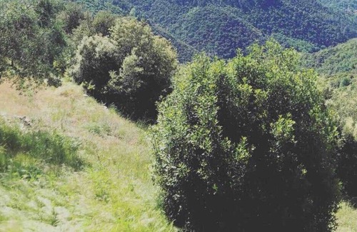 Sumene Casa | Auténtica granja rodeada de naturaleza, sur de Cévennes