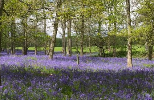 New Forest District Cama Y Desayuno | Avalon House B&B