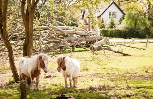 New Forest District Cama Y Desayuno | Avalon House B&B