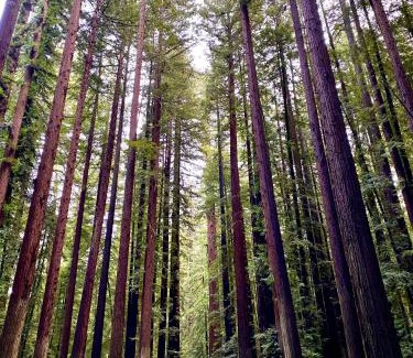 Myers Flat Casa | Avenue of the Giants Caraway Cottage (#3)