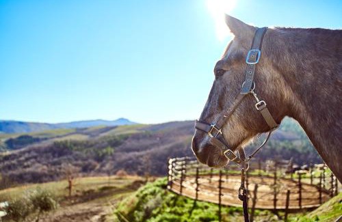 Campiglia d'Orcia Casa | Az.Agr. Il Cavalleggero