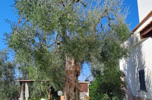 Chiesiola Cama Y Desayuno | Azienda Agricola B&B Macchiaria