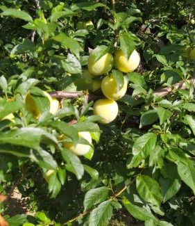 Tolfa Casa | Azienda Agricola Biologica La Cardellina