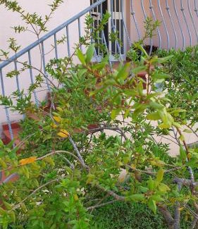 Arbatax Cama Y Desayuno | B&B Blueberry via Capri Porto Frailis