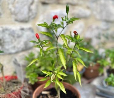 Teverina di Cortona Cama Y Desayuno | B&B Il Casale Del Ginepro