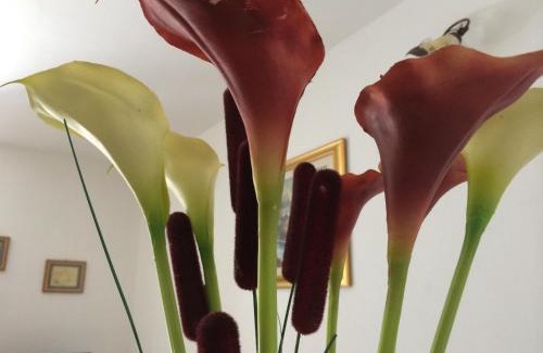 Centola Cama Y Desayuno | B&B Il Vicoletto Del Casale