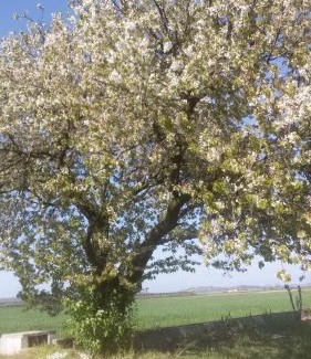 Valeggio sul Mincio Cama Y Desayuno | B&B Peschi in Fiore