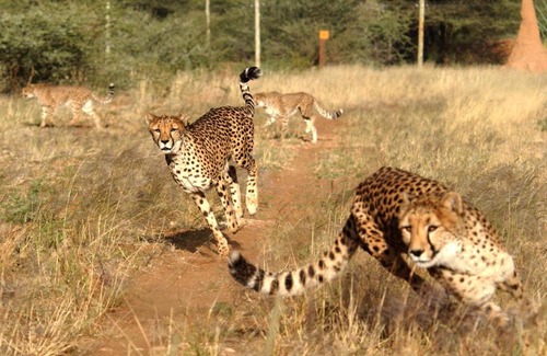 Otjozondjupa Region Casa | Babson House at Cheetah Conservation Fund