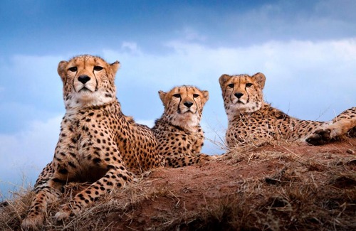 Otjozondjupa Region Casa | Babson House at Cheetah Conservation Fund