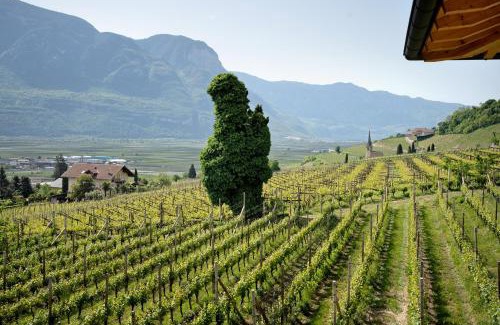 Tramin Apartamento | Bacchushof Apartment Merlot