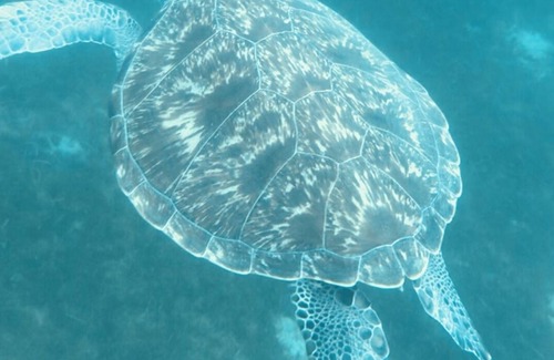 Nassau Alquiler De Eote | Bahamas experience
