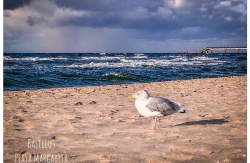 Miedzyzdroje Apartamento | Balticus Playa Margarita