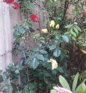3rd Arrondissement Apartamento | bambou house x Jardin calme centre-ville