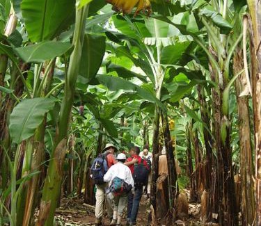 Moshi Apartamento | Banana Grove Retreat